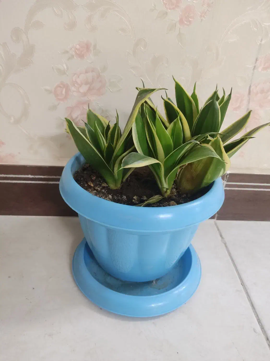 پاندانوس و سانسیوریا پاکوتاه ابلق|گل و گیاه طبیعی|قرچک, میرزائی جنوبی|دیوار