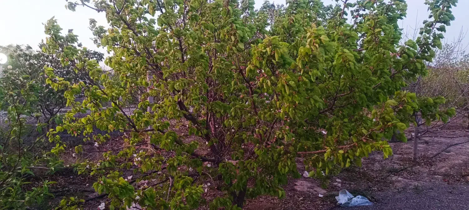 فروش 500متر باغ ویلایی|فروش خانه و ویلا|صوفیان, |دیوار