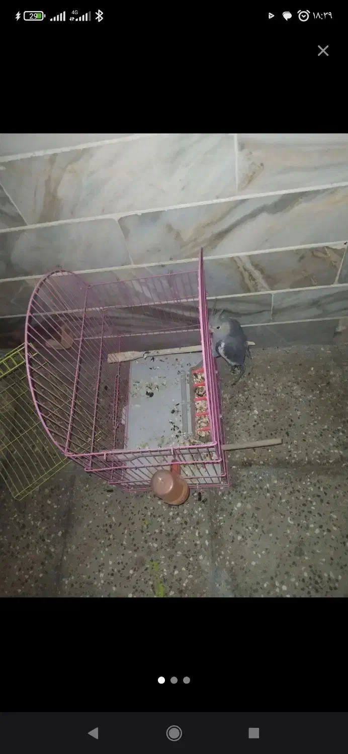 عروس هلندی|پرنده|رامیان, |دیوار