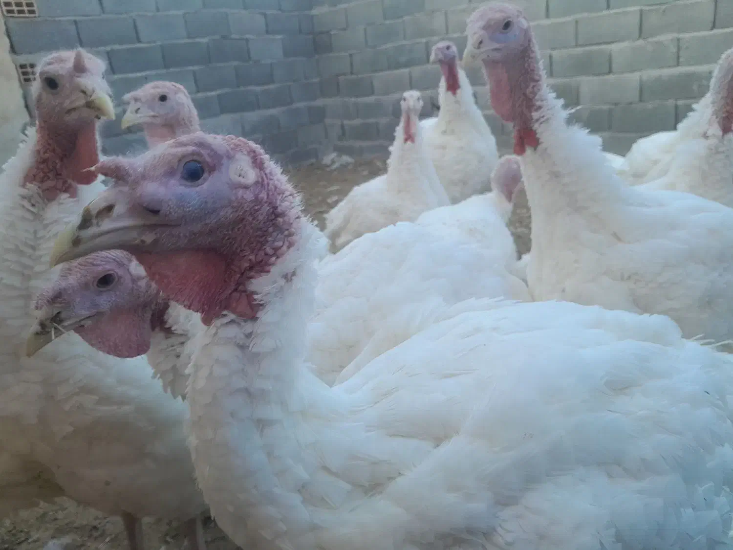 بوقلمون بوغلمون|حیوانات مزرعه|شال, |دیوار