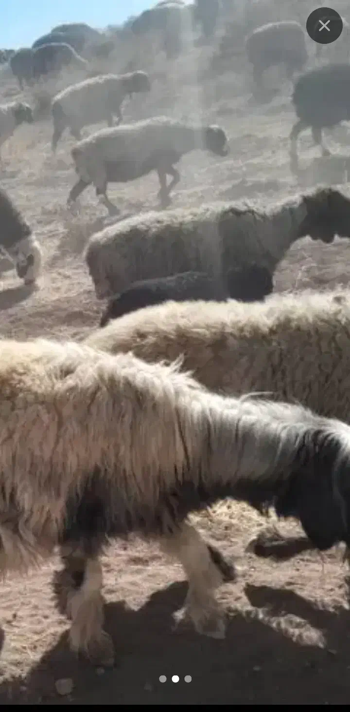 میش|حیوانات مزرعه|ارسنجان, |دیوار