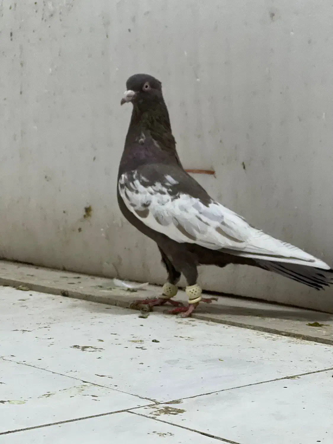 کفتر بهبونی و پلاکی|پرنده|مرودشت, ژیان|دیوار