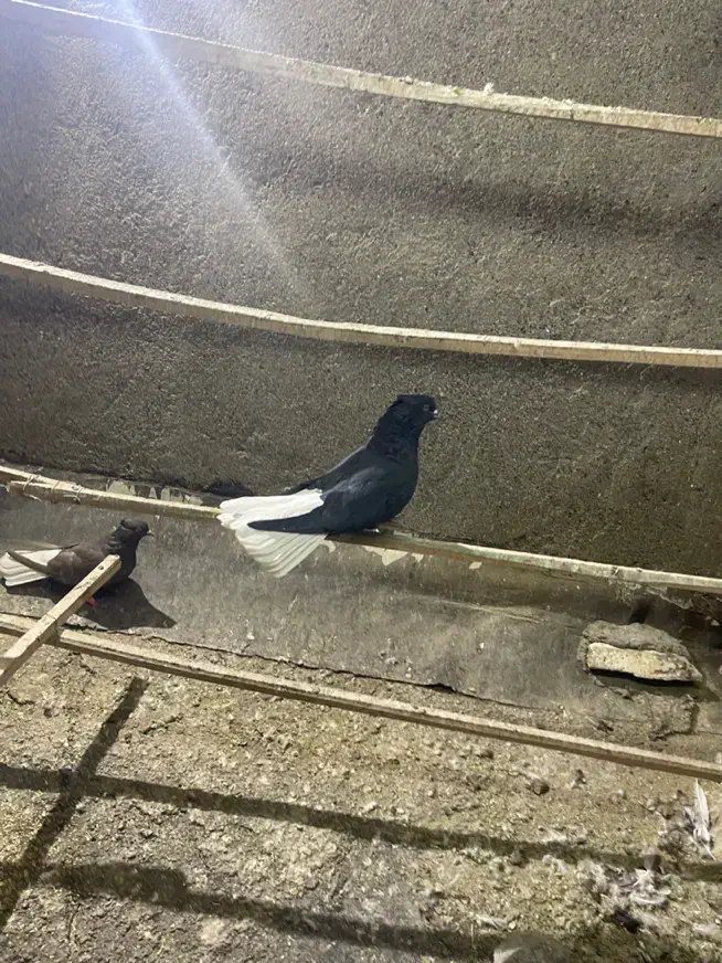 نرماده دمسفید|پرنده|کرمانشاه, |دیوار