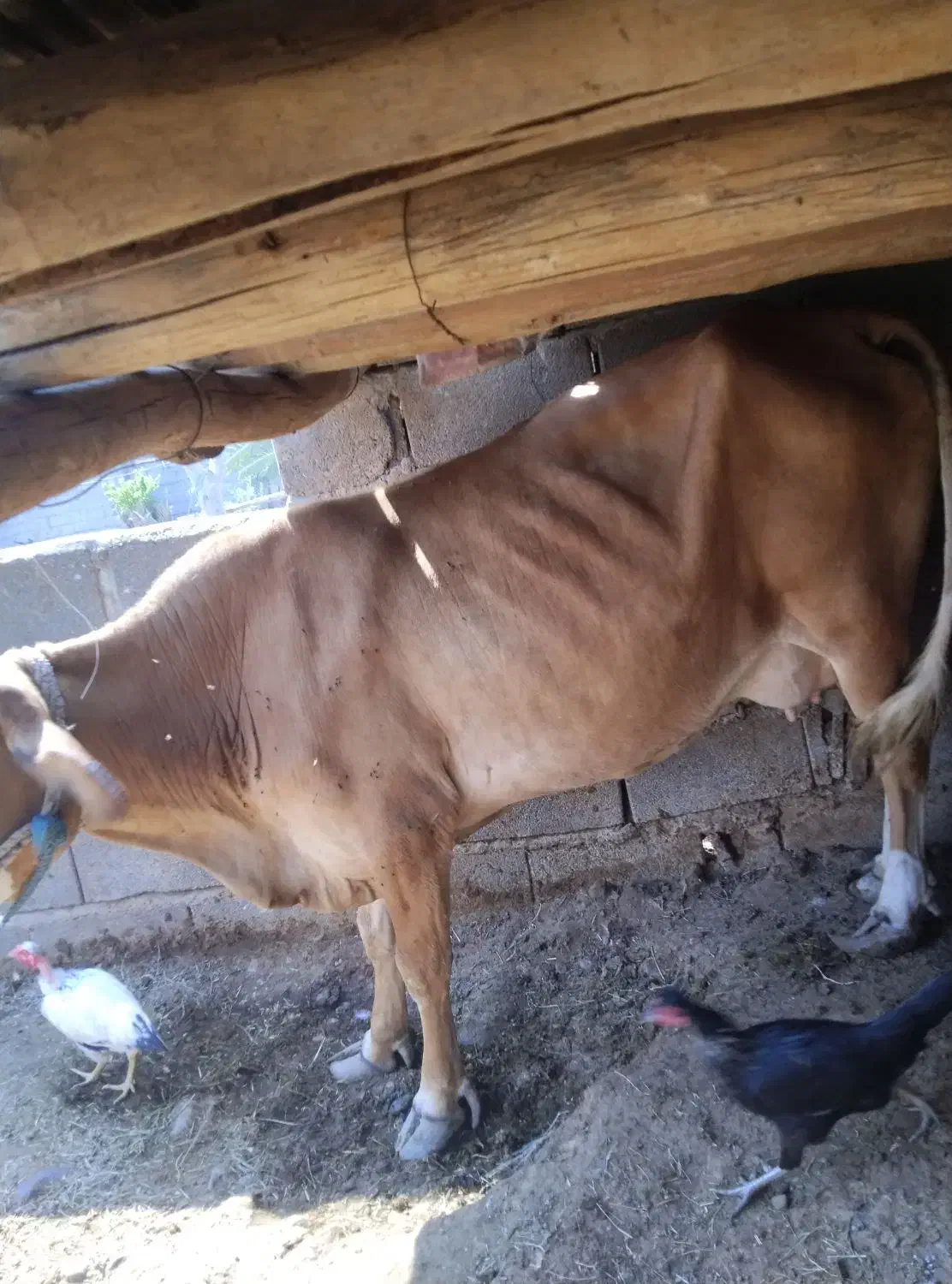 یک راس گاو و یک راس گوساله|حیوانات مزرعه|تخت, |دیوار