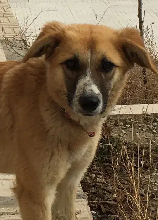 سگ گمشده|حیوانات|گلپایگان, |دیوار