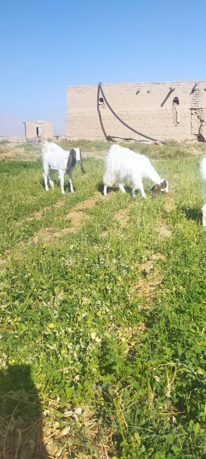 بز و بزغاله پاکستانی|حیوانات مزرعه|امیرآباد, |دیوار