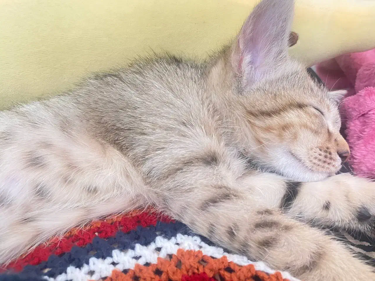 بچه گربه|گربه|مریوان, |دیوار