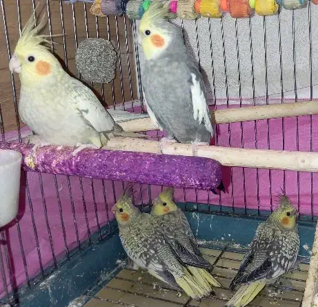 پنج عدد عروس هلندی|پرنده|اشتهارد, |دیوار