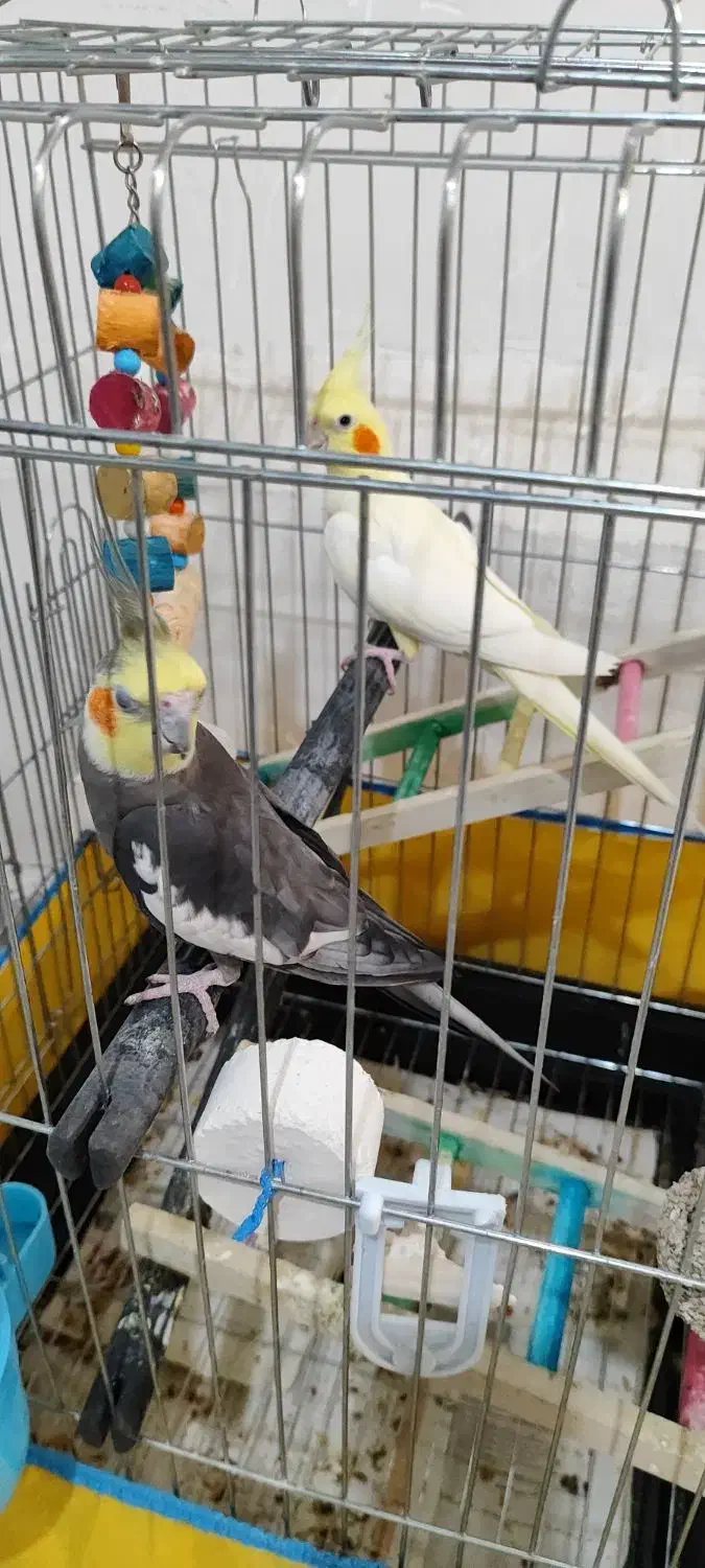 عروس هلندی نر سینامون ماده لوتینو ماده ۸ تخم|پرنده|جیرفت, |دیوار