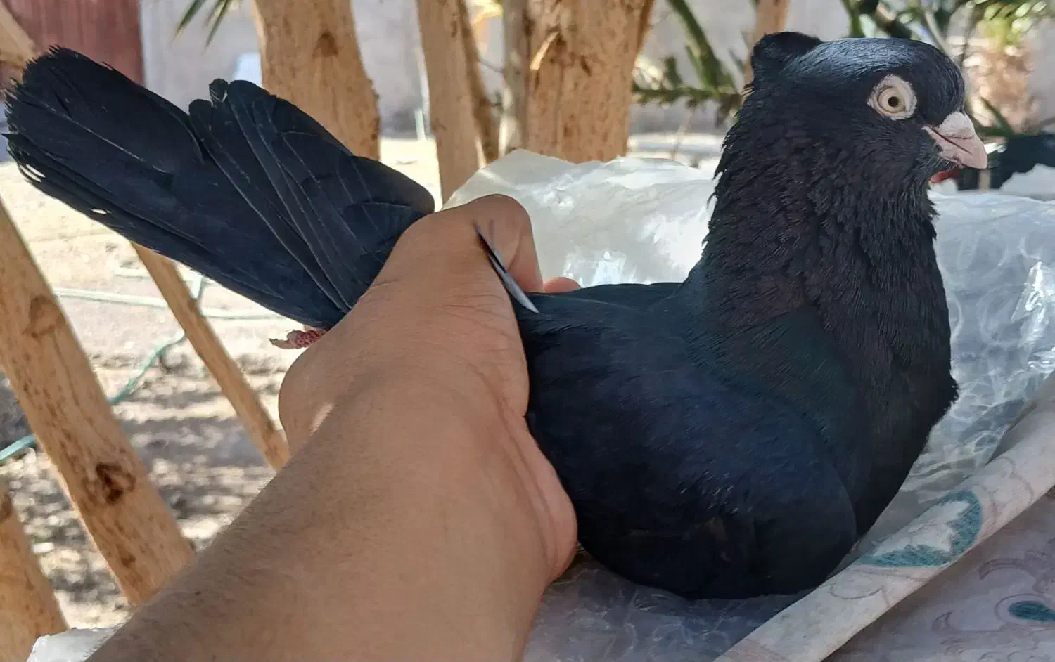 کفتر زاغ|پرنده|بم, |دیوار