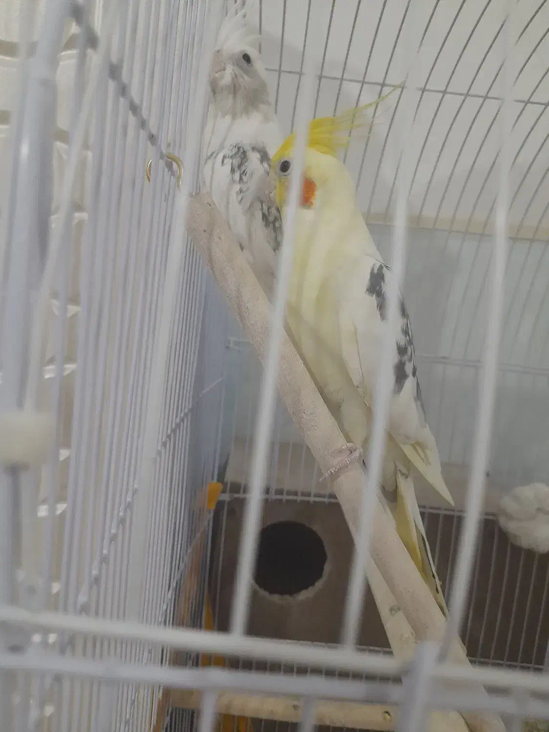 عروس هلندی|پرنده|پائین جام, |دیوار