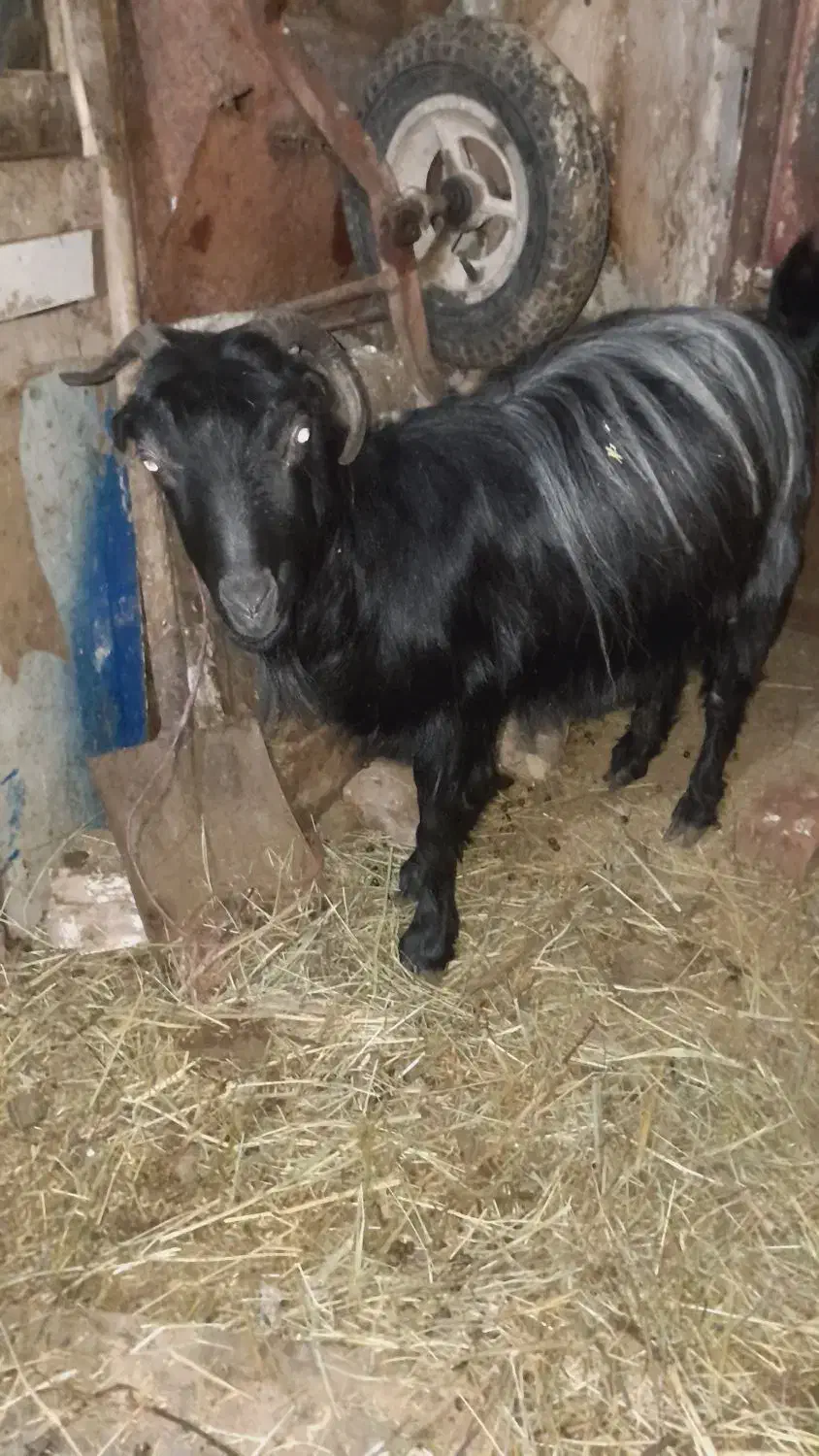 بز ماده|حیوانات مزرعه|باروق, |دیوار