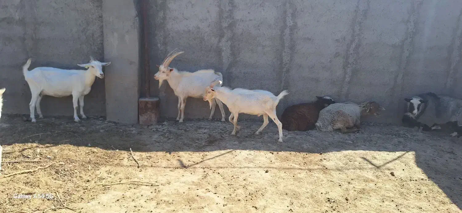 فروش نر بز سانن|حیوانات مزرعه|اسفراین, |دیوار