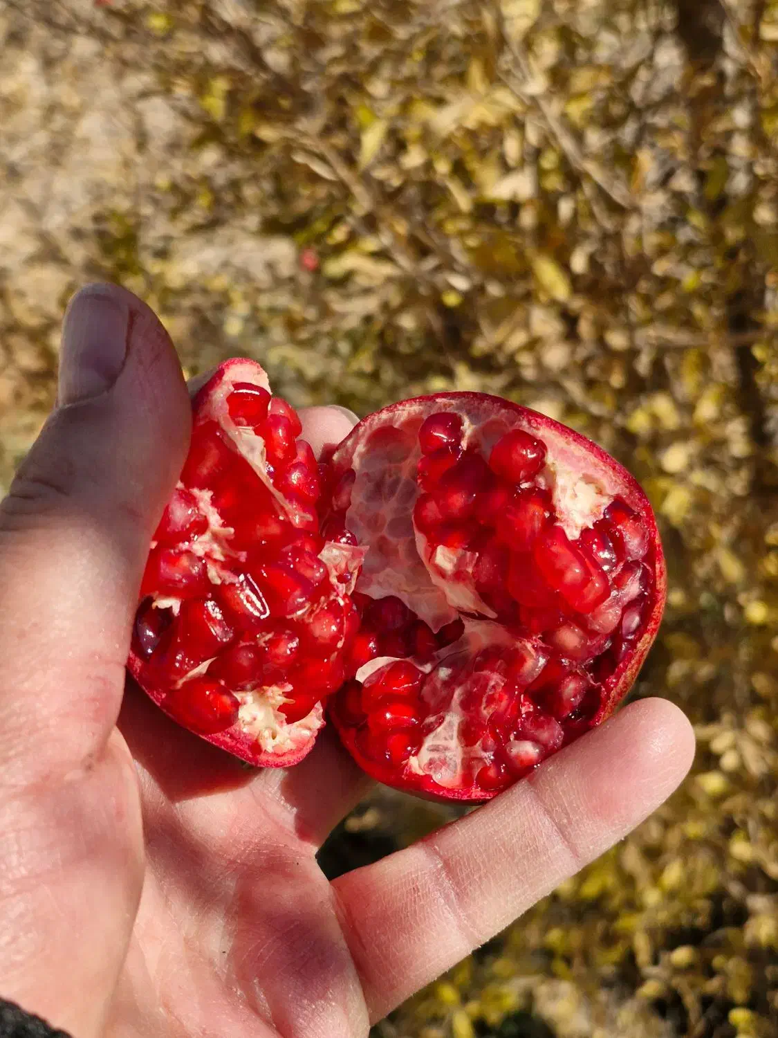 انار ترک خرده واسه رب انار|خوردنی و آشامیدنی|شاهین‌شهر, گرگاب|دیوار