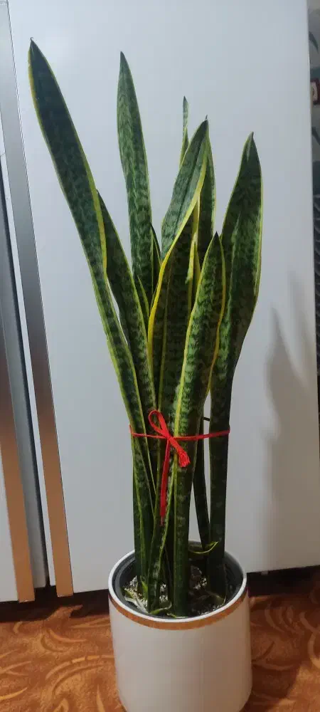 گل و گیاه طبیعی زیبا و سرحال|گل و گیاه طبیعی|زابل, |دیوار