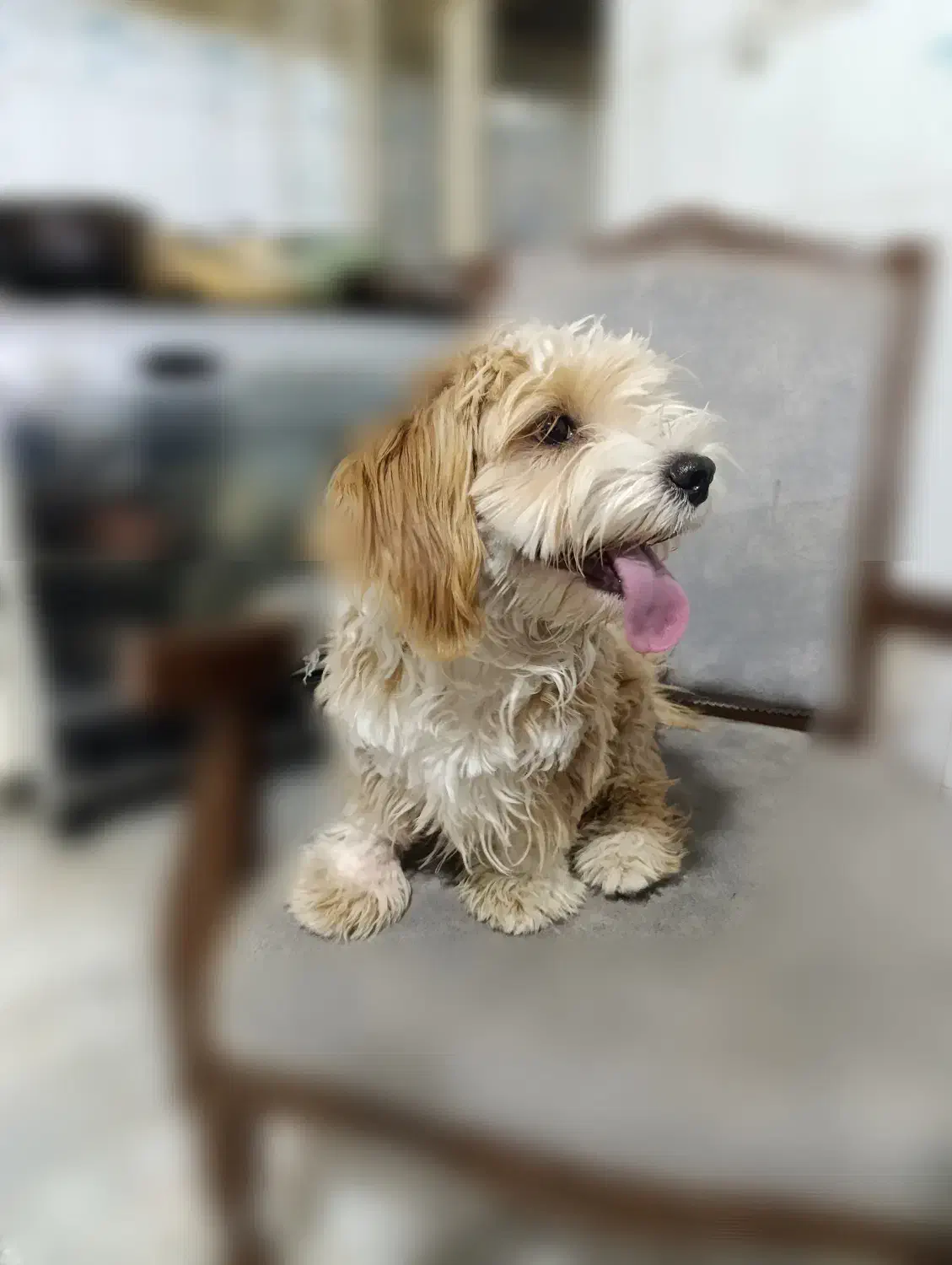 توله ۳ماهه رایگان|سگ|قزوین, |دیوار