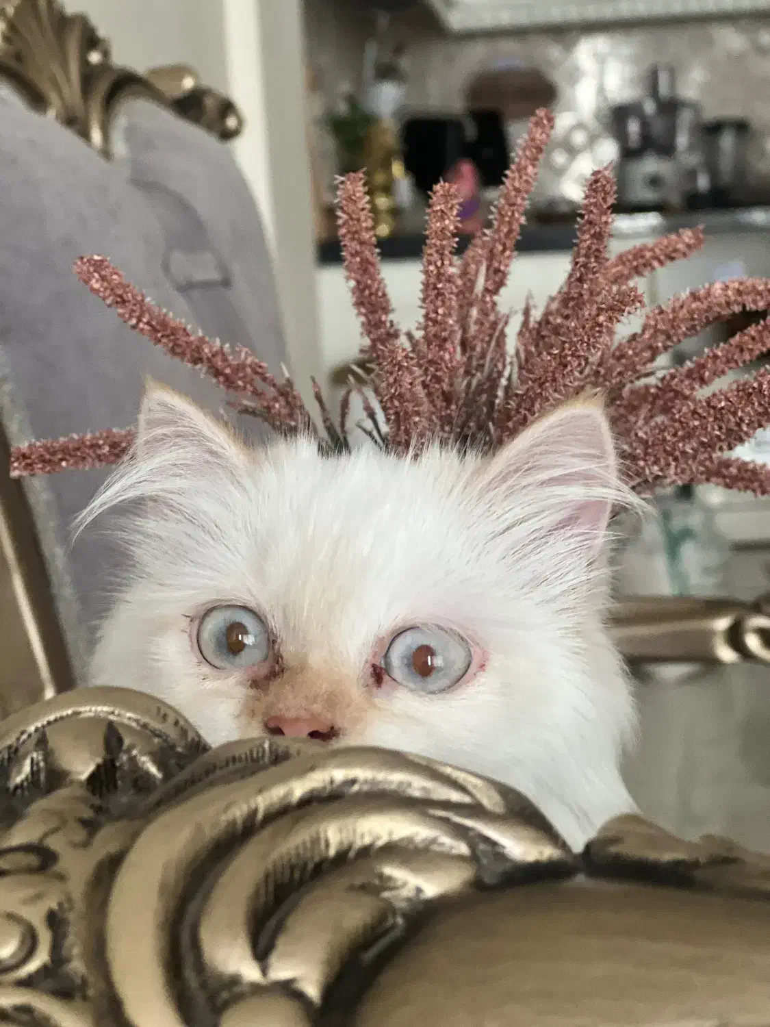 گربه پرشین بریتیش|گربه|مشهد, الهیه|دیوار