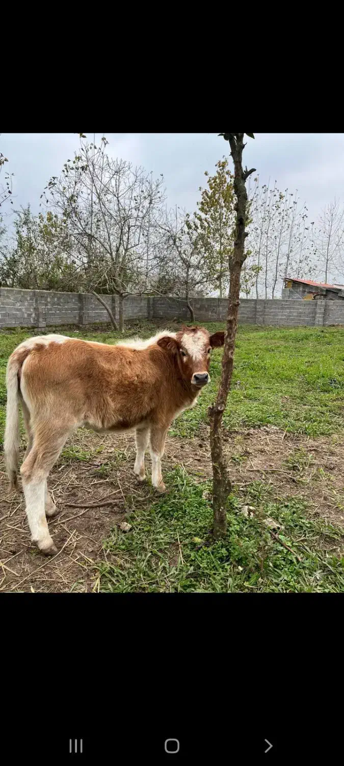 گاو وگوساله خوشکل همه چی تمام گاو اولین بچشه|حیوانات مزرعه|لولمان, |دیوار