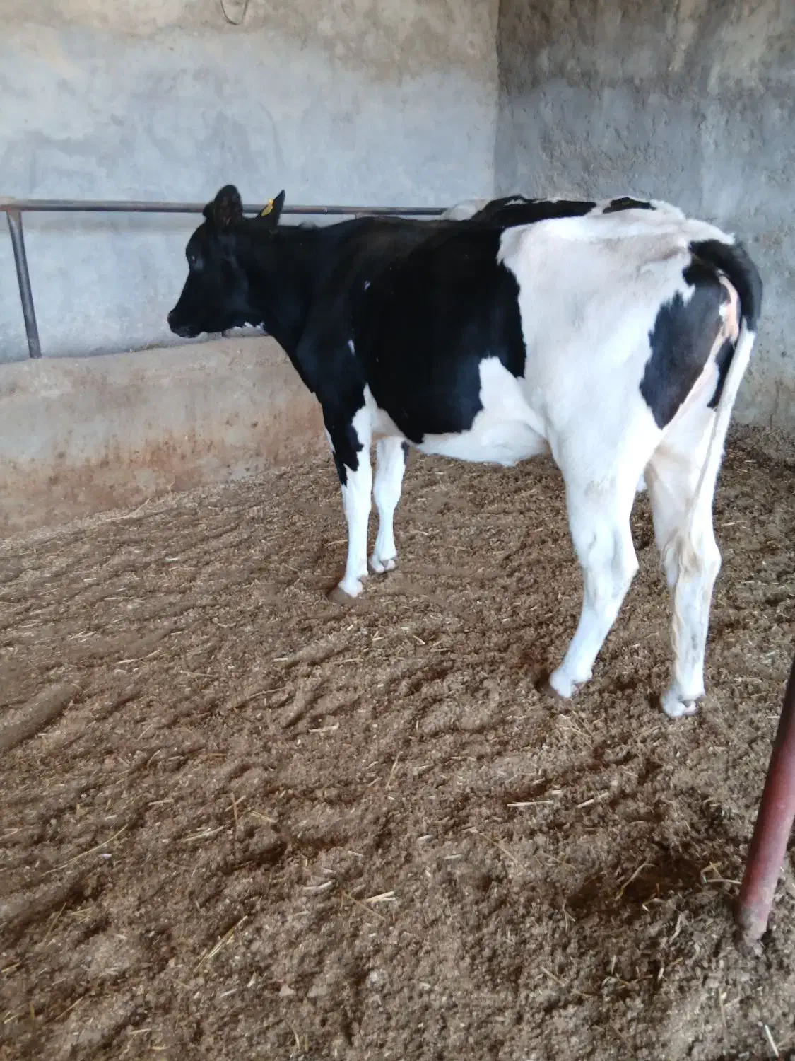 گاوشیری نژاد اصیل|حیوانات مزرعه|مسجد سلیمان, |دیوار