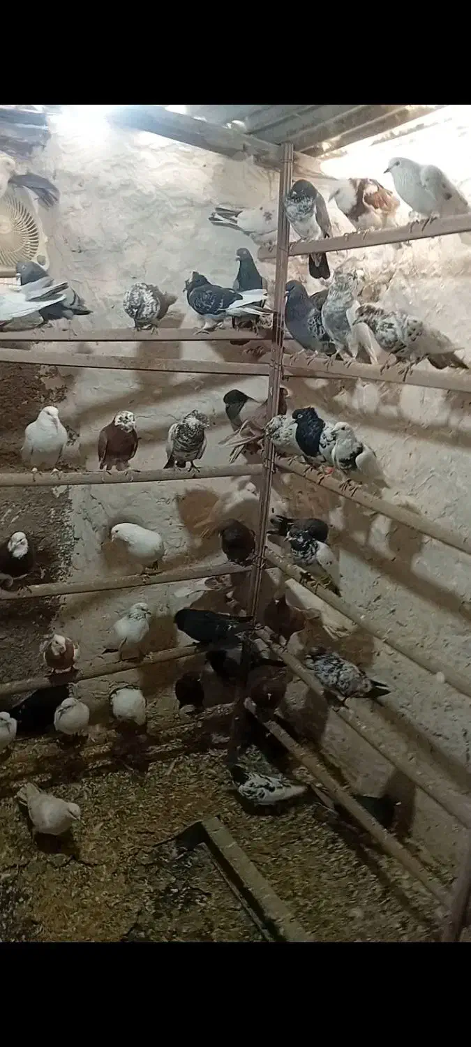 کفتر یجا۶۰|پرنده|محمدشهر, محمدشهر|دیوار