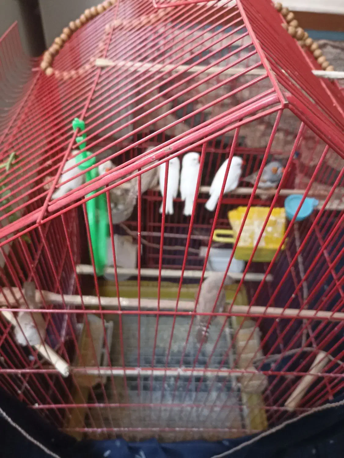 11عدد فنج زبرا جفتی 300 خداوکیلی الکی زنگ نزن|پرنده|شوش, |دیوار