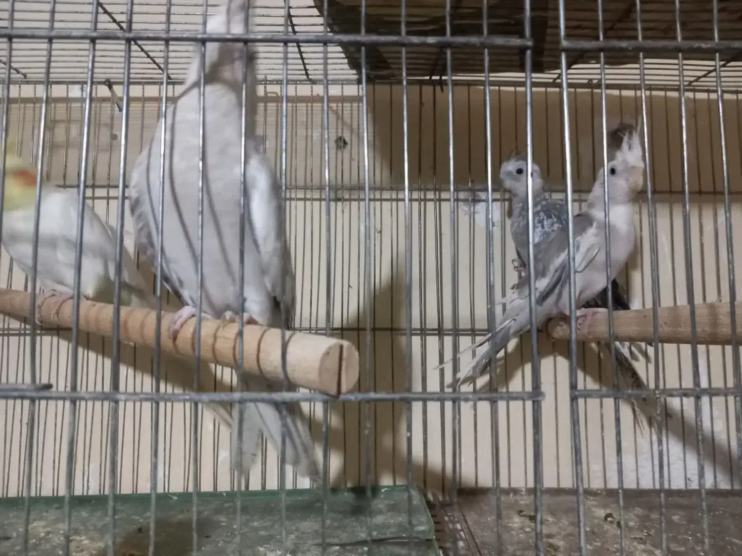 چهارتا عروس هلندی|پرنده|بهارستان, |دیوار