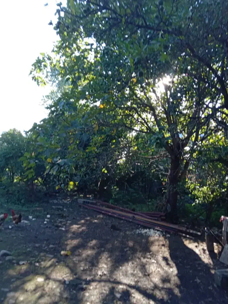 زمین سنددار رضوانشهر|فروش زمین و ملک کلنگی|رشت, چله خانه|دیوار