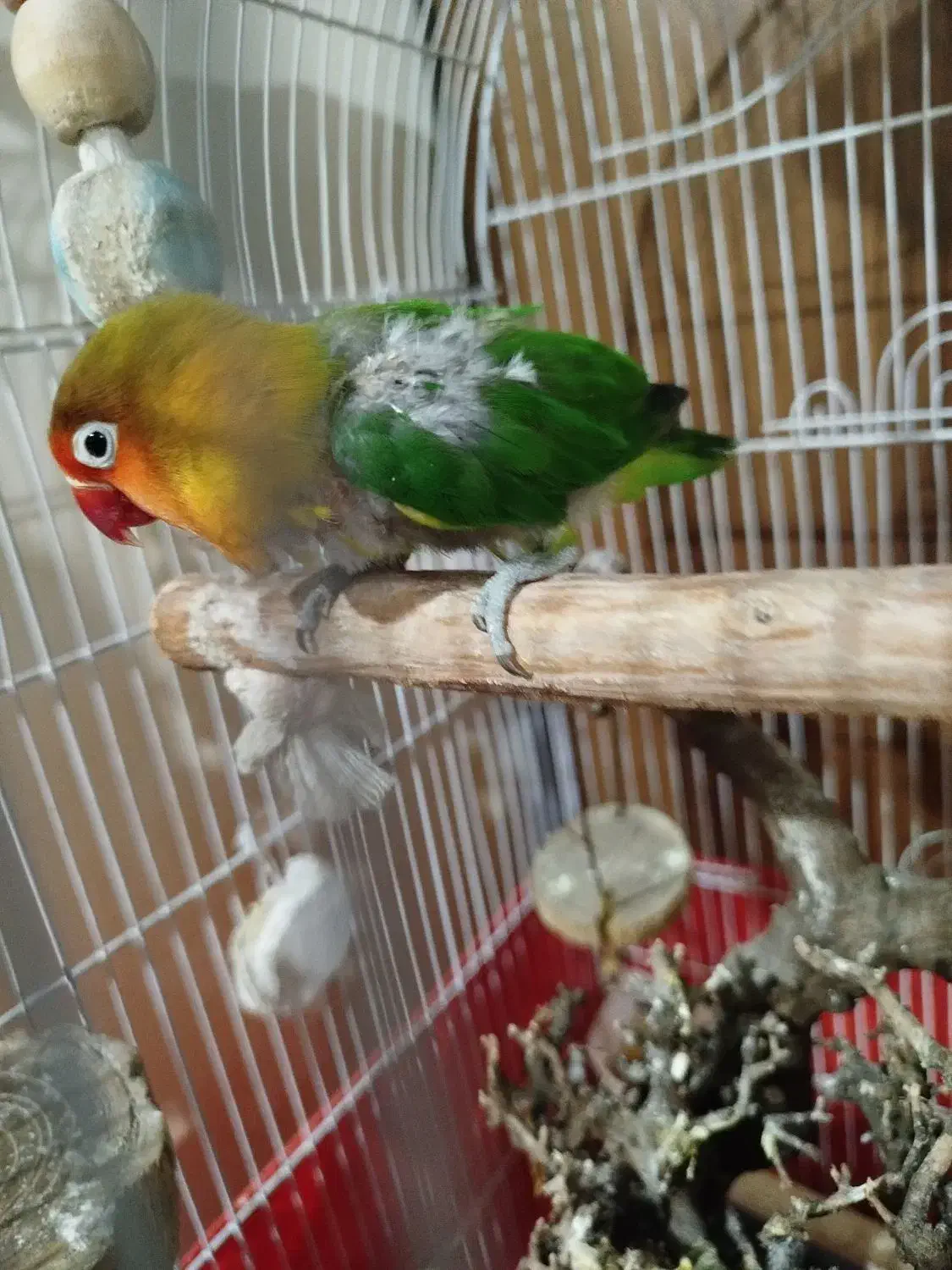 طوطی برزیلی|پرنده|تهران, هفده شهریور|دیوار