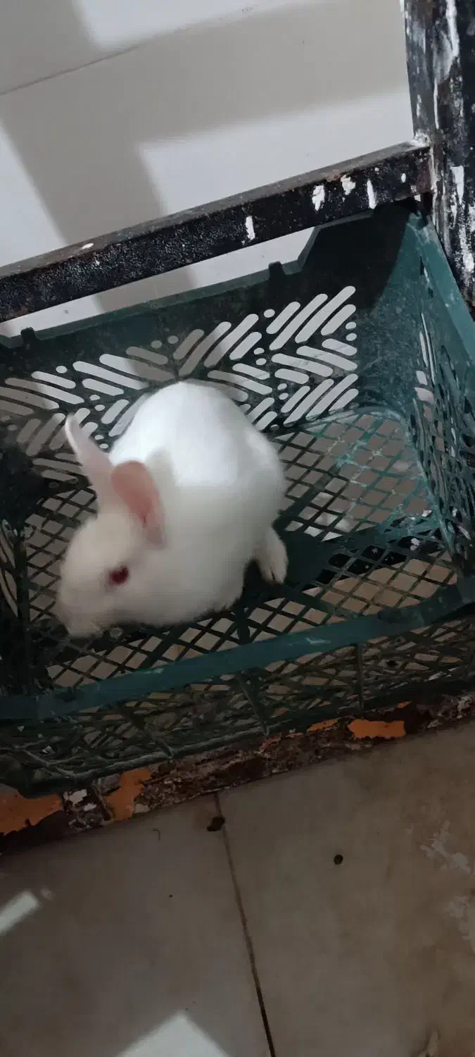 خرگوش|موش و خرگوش|مشهد, ایثار|دیوار