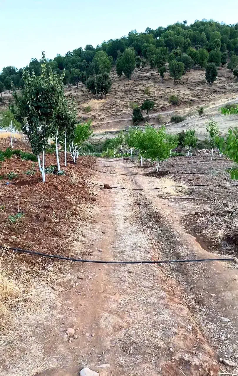 فروش باغ|فروش خانه و ویلا|بانه, |دیوار