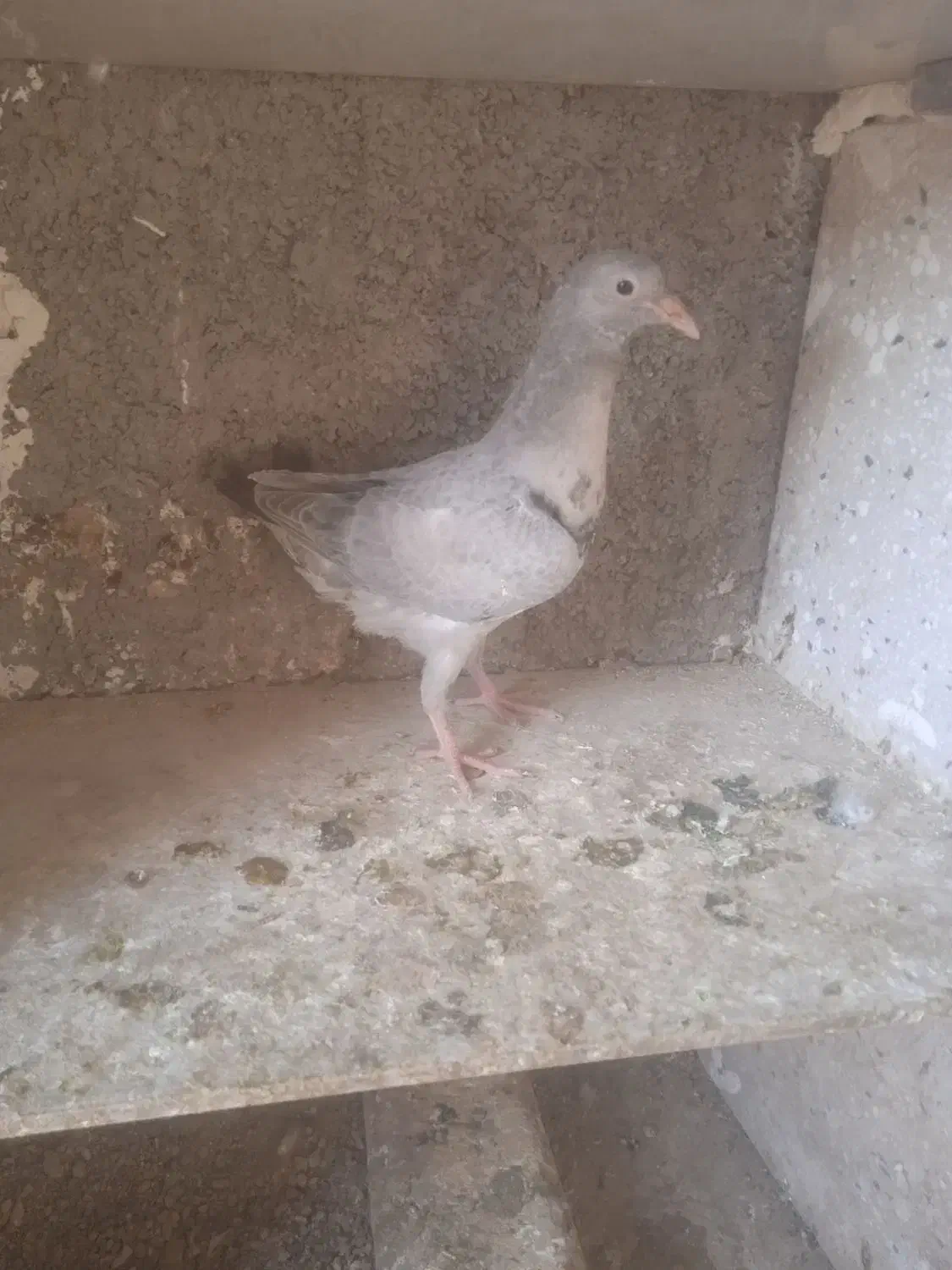 جوجه موقلف های بی عیب|پرنده|اقبالیه, |دیوار