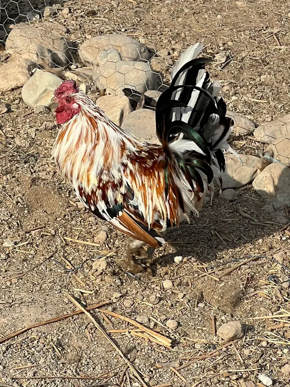 خروس گلین|حیوانات مزرعه|ورامین, قويينک زهری|دیوار