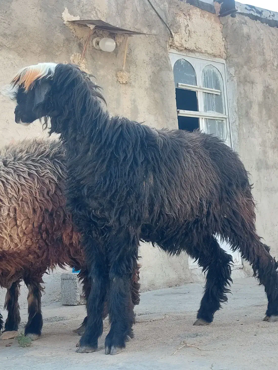 فروش ۴ راس شیشک میش داشتی و ۱ بره قوچ|حیوانات مزرعه|فیروزآباد (فارس), |دیوار