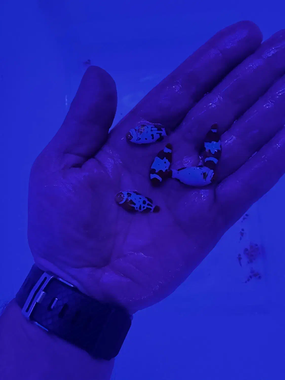 ماهی ابشور اکواریوم|ماهی|تهران, جوادیه تهرانپارس|دیوار