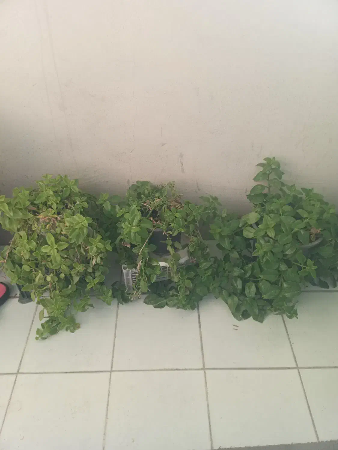 فروش فوری کل گل وگلدانها فقط ۲ملیون|گل و گیاه طبیعی|شریف‌آباد, |دیوار