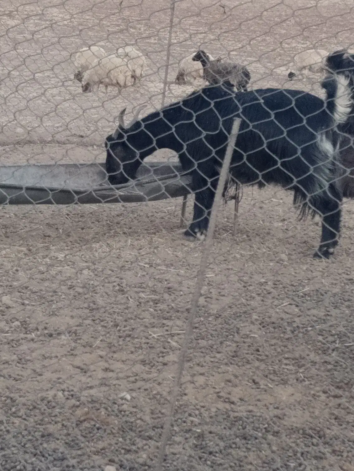 یک عده بز چاق برای قصابی|حیوانات مزرعه|آبدانان, |دیوار