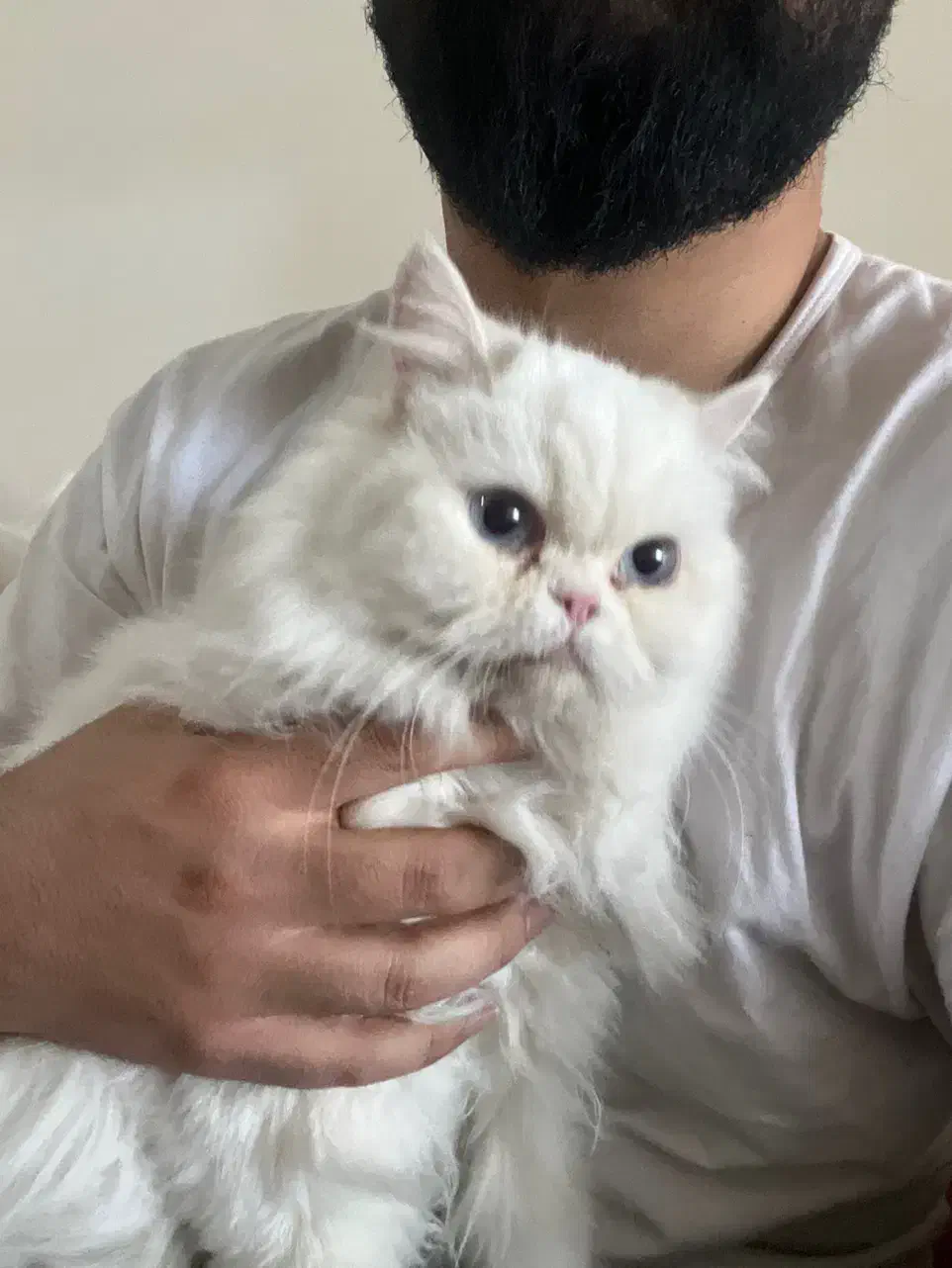 حیوان کالا نیست|گربه|شهرکرد, |دیوار