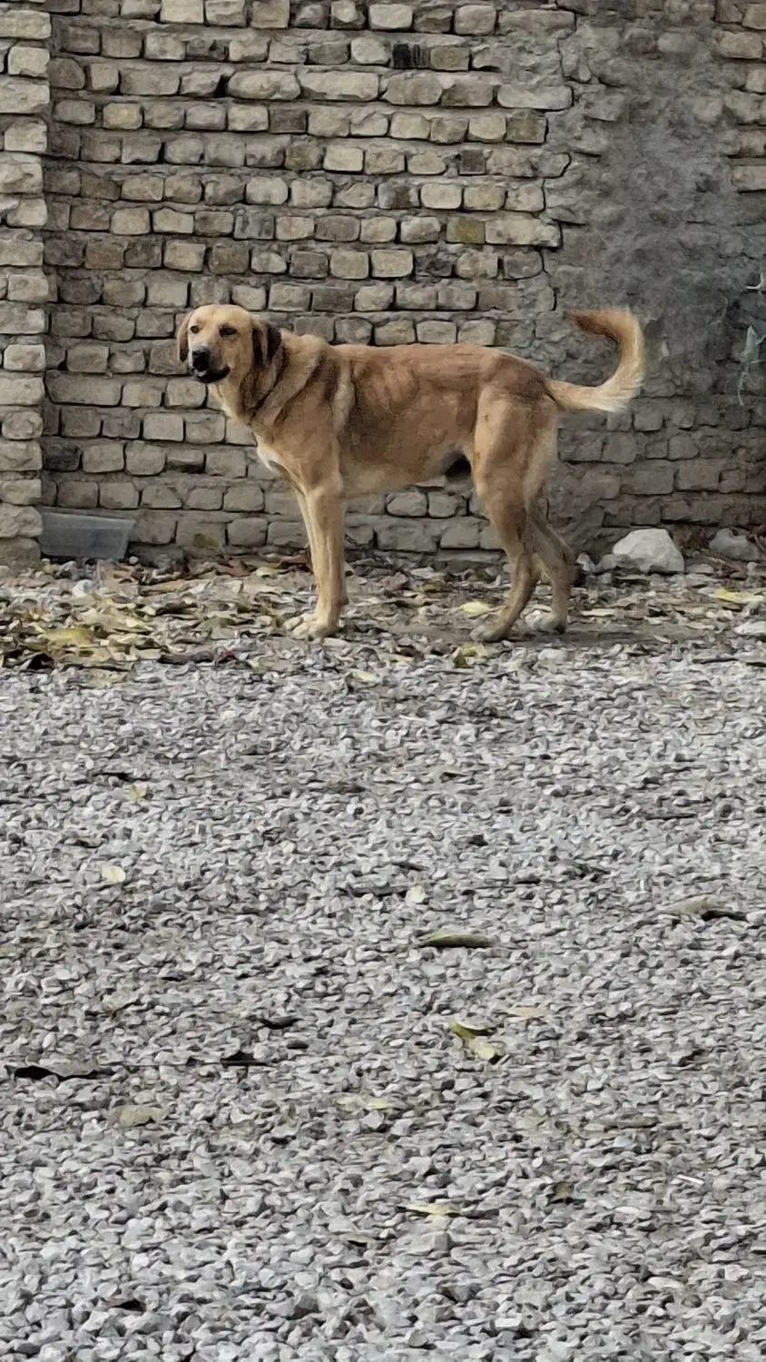 سگ سرابی|سگ|خرمآباد, |دیوار