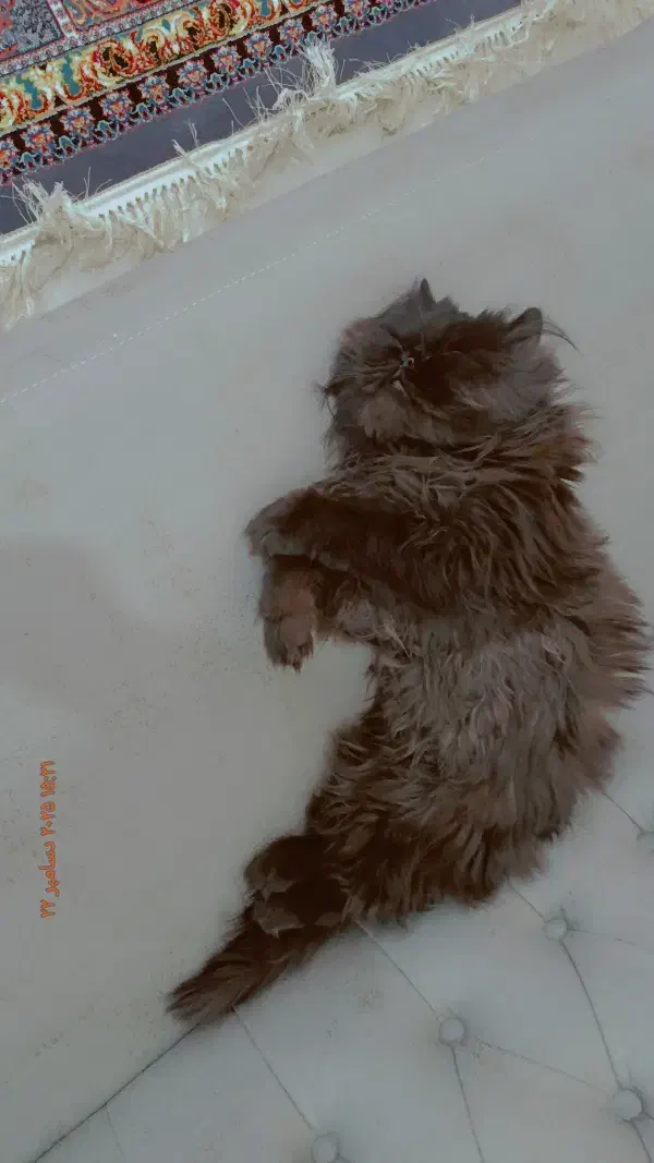 پرشین|گربه|میان جلگه, |دیوار