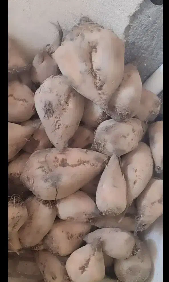 چغندر برای گوسفند|لوازم جانبی حیوانات|کنگاور, |دیوار