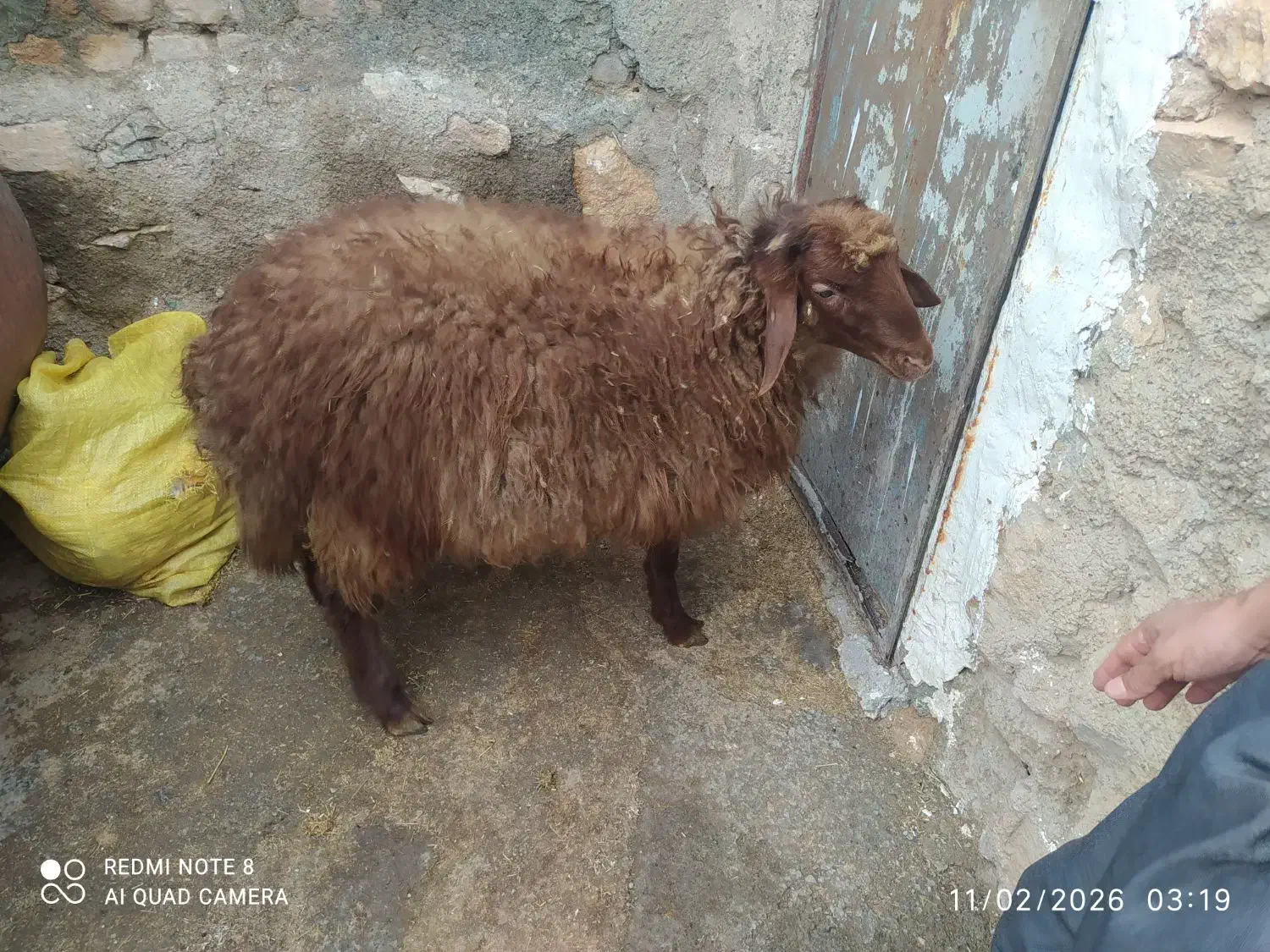 گوسفند|حیوانات مزرعه|دهگلان, |دیوار