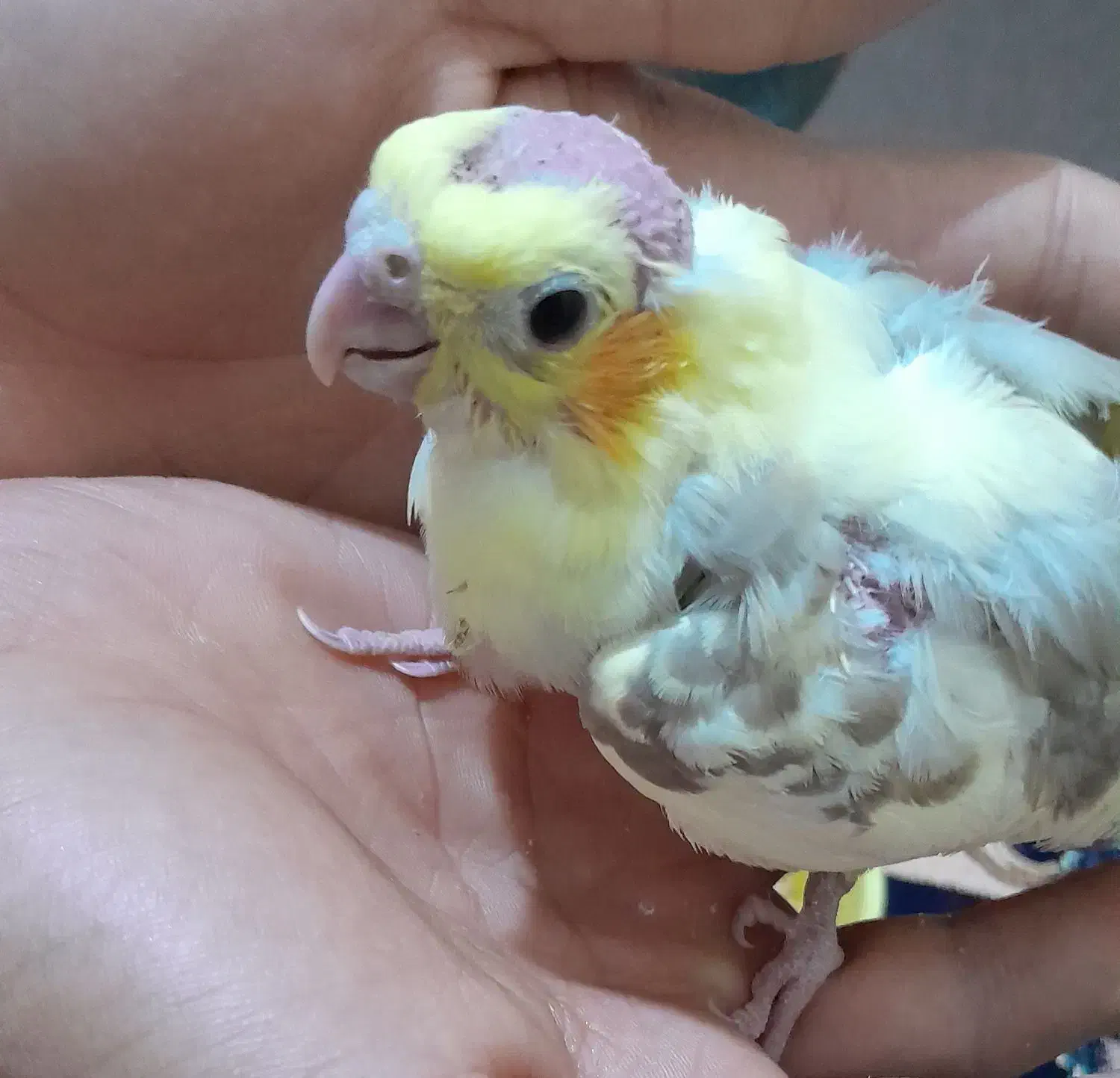 گمشده عروس هلندی|پرنده|کردکوی, |دیوار