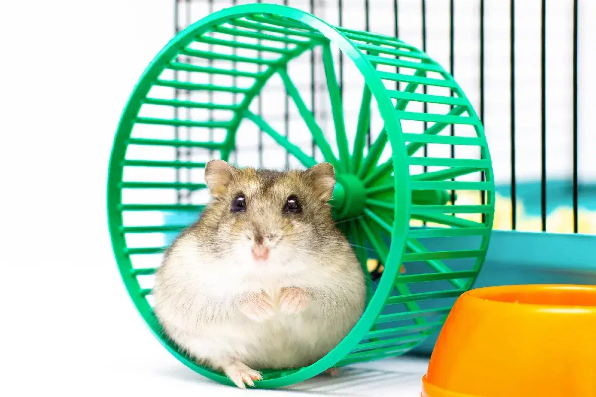 همستر کادویی با لوازم کامل و رنگبندی متنوع|موش و خرگوش|اصفهان, آهنگران|دیوار