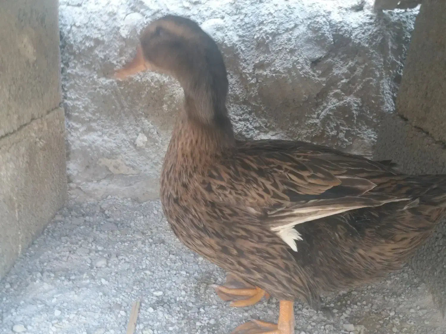 فروش اردک|حیوانات مزرعه|اهرم, |دیوار