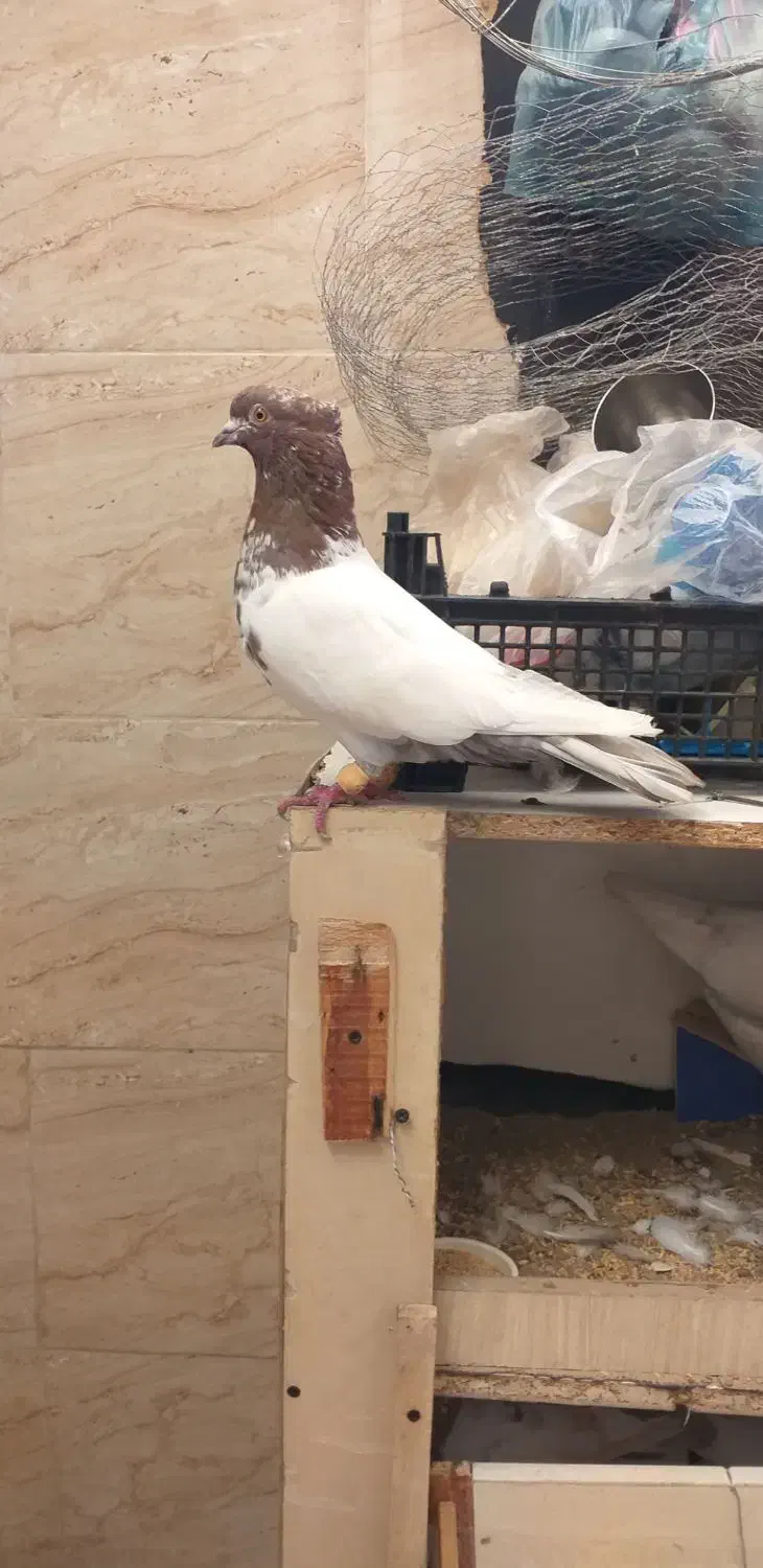 کفتر کله ای خوب|پرنده|قدس, شهرقدس|دیوار