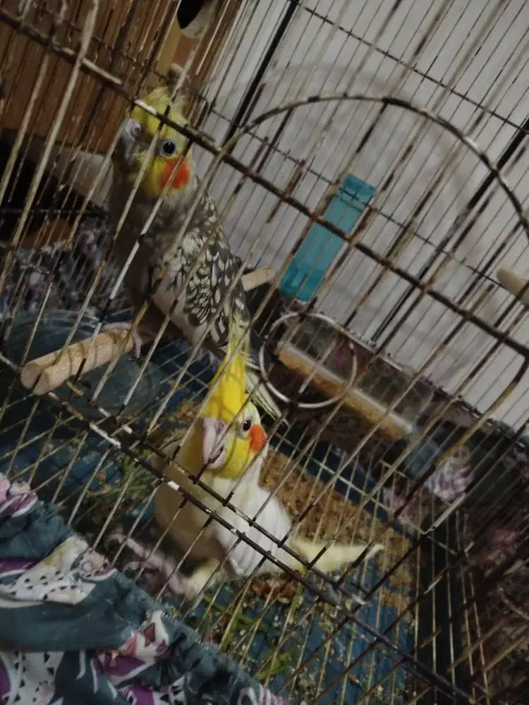 عروس هلندی|پرنده|هندیجان, |دیوار