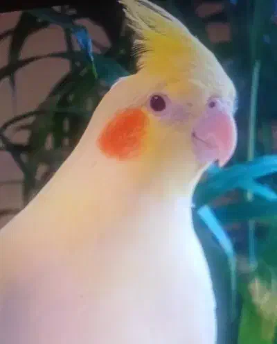 عروس هلندی رام|پرنده|کرمان, |دیوار