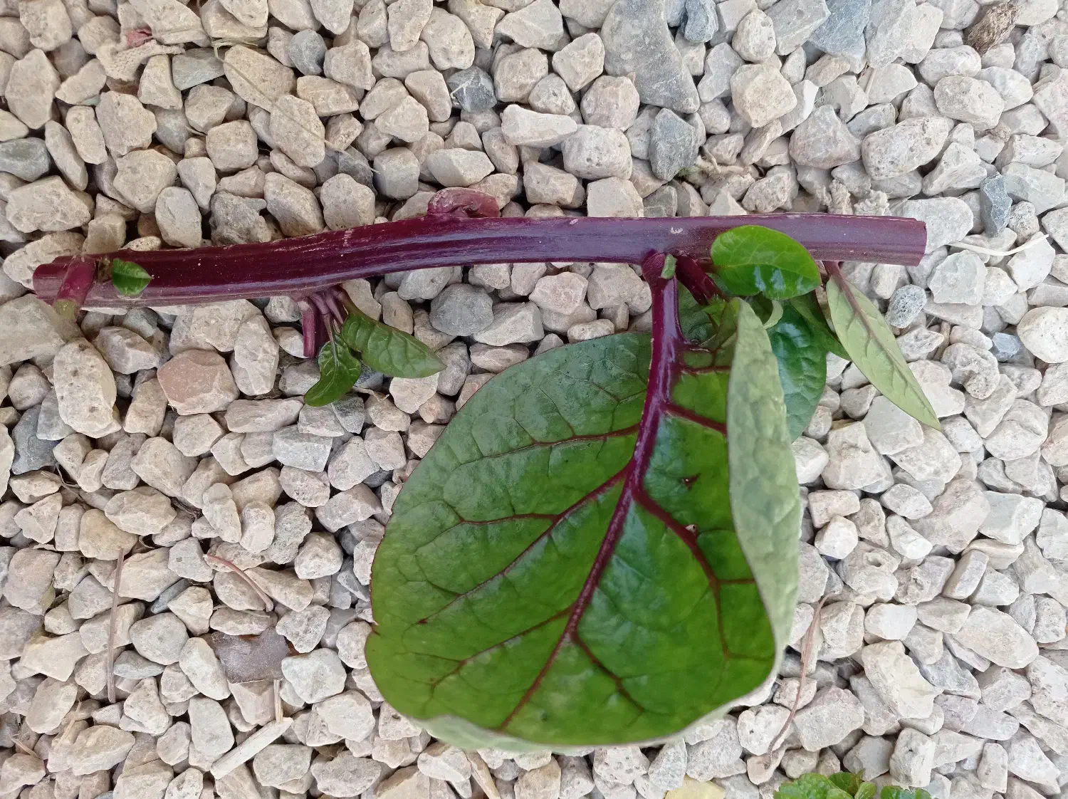 قلمه گل لوبیا سحرآمیز|گل و گیاه طبیعی|اصفهان, شهرک مهدیه|دیوار