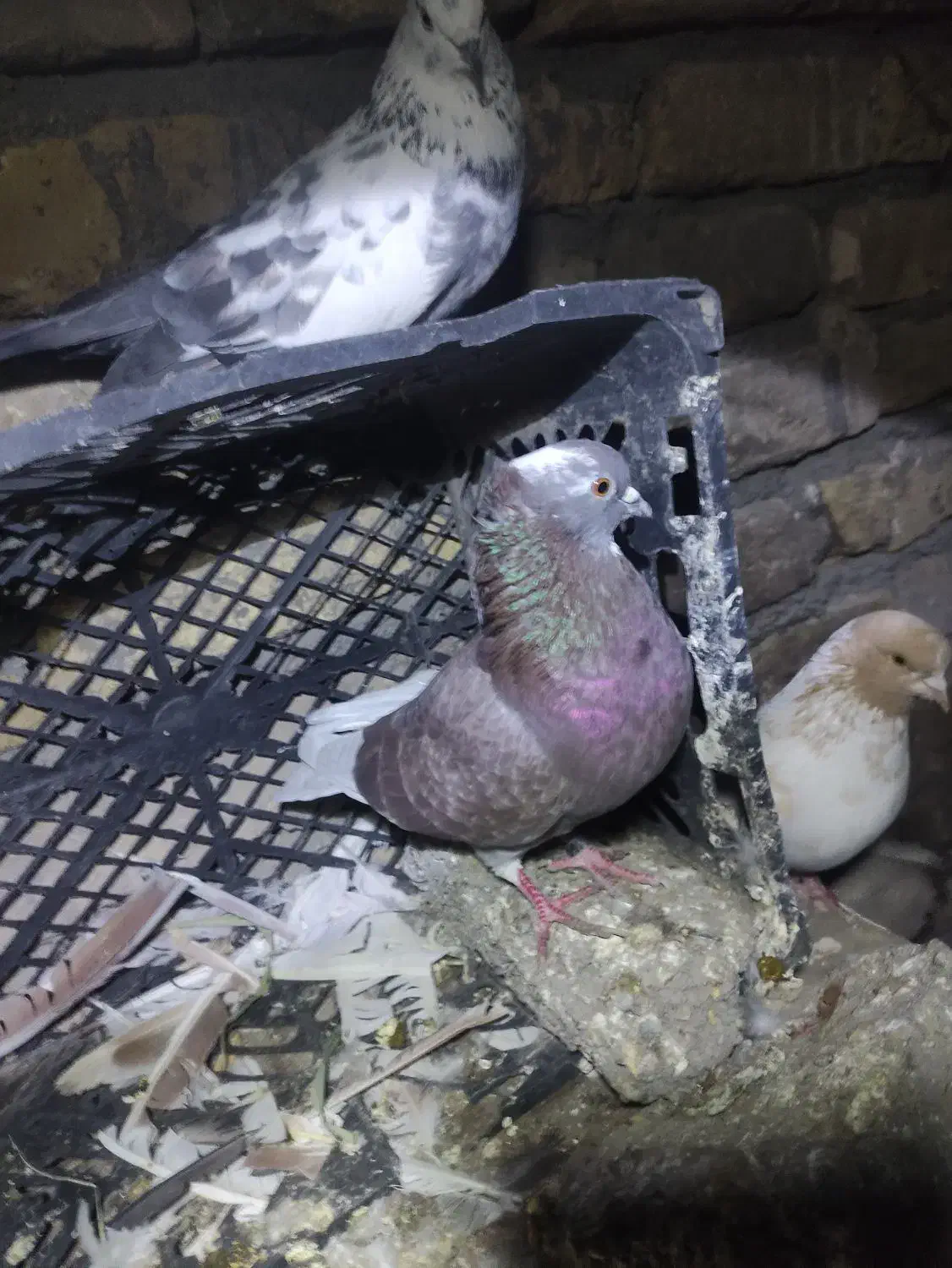 معاوضه فقط با سرور|پرنده|جعفرآباد, |دیوار