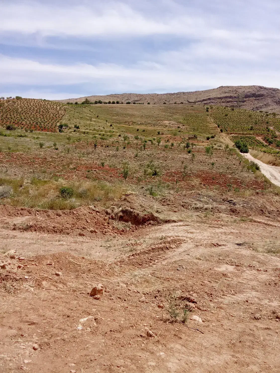 زمین باغی|فروش دفتر صنعتی، کشاورزی، تجاری|شیراز, شهدای شهرک سعدی|دیوار